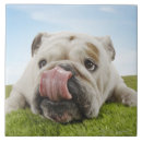 Recherche de corps carreaux Chien