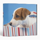 Recherche de boîte bureau fournitures Animaux