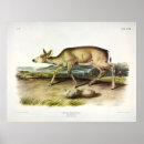 Search for black deer posters Illustration