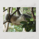 Recherche de koala drôle cartes postales Animal