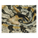 Recherche de serpent à sonnettes posters Pour tous
