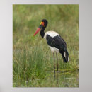 Search for red billed posters Animal