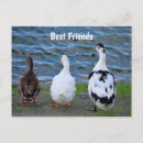 Recherche de canards cartes postales Mignon