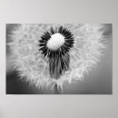 Recherche de taraxacum posters Fleur