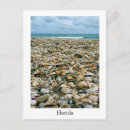 Search for beach shells vertical postcards Florida