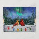 Recherche de oiseau de neige cartes postales Cardinal rouge