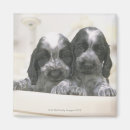 Search for cocker spaniel magnets Pet