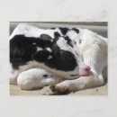 Recherche de veaux cartes postales Heifer