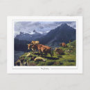 Search for cattle horizontal postcards Sheep