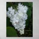 Recherche de rose lilas art Macro