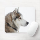 Recherche de siberian husky gifts Alaskan malamute