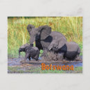 Search for botswana travel postcards Animal