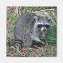 Recherche de raton laveur magnets Raccoon