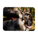 Recherche de berger allemand magnets Animaux
