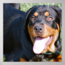 Recherche de rottweiler gifts Canine