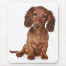 Recherche de coquelicot tapis souris Chien
