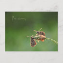 Recherche de regrets cartes postales Papillon