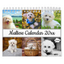 Search for maltese calendars Pets