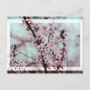 Search for beautiful spring postcards Flowers