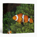 Search for clown binders Underwater