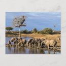 Recherche de african elephant cartes postales Image couleur
