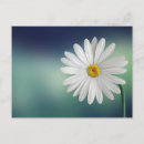 Search for delicate postcards Flower