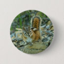 Search for chipmunk buttons Nature