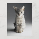 Search for cat looking postcards Grey