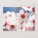 Recherche de amandier cartes postales Floral