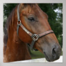 Search for quarter horses art Thoroughbred