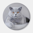 Search for cat breed magnets Cute
