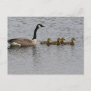 Search for waterfowl postcards Canadian