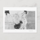 Recherche de jouer cartes postales Ours