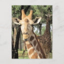 Search for giraffe looking postcards Africa