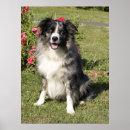 Recherche de merle posters Chiot
