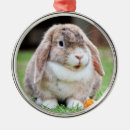 Search for lop rabbit ornaments Pet