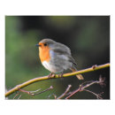 Recherche de oiseau rouge posters Faune