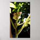 Search for castor posters Flower
