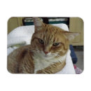 Recherche de orange chat magnets Chats