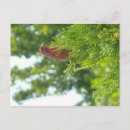 Search for juniper postcards Bird
