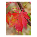 Recherche de érable japonais posters Automne