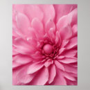 Search for rose colored posters Colorful