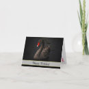 Search for black swan cards Bird