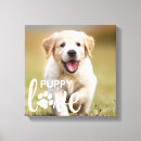 Recherche de nouveau chien art Chiot