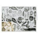 Recherche de mollusque Fruits de mer