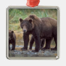 Search for grizzly bear ornaments Carnivore