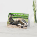 Search for kangaroo birthday cards Cute