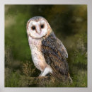 Search for watercolor owl art Bird