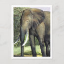 Search for elephant lovers postcards Watercolor
