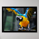Search for gold macaw posters Nature